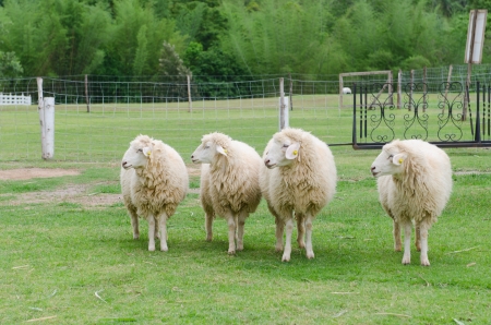 close up of white sheep in sheep farmの写真素材