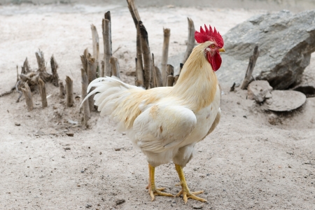 whit hen is walking on the gruondの写真素材