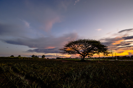 big tree under sunset in pineapple farmの写真素材