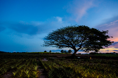 big tree under sunset in pineapple farmの写真素材
