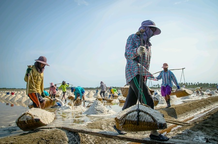 Salted farm labourers in Thailandの素材