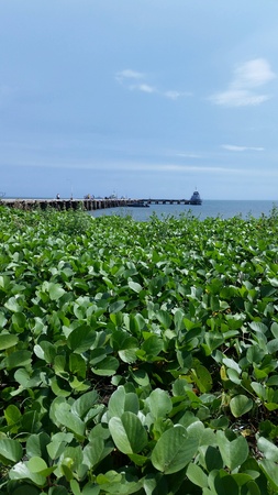 Hua Hin fishing pier Thailandの素材