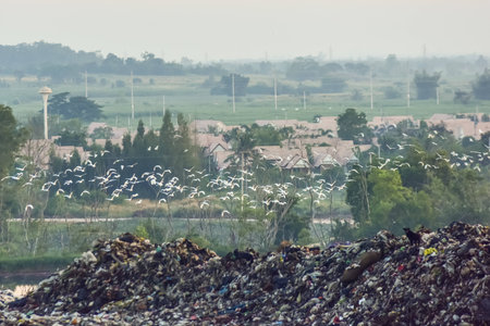 flock of egrets over big garbage heap and beautiful sunset in Thailand
