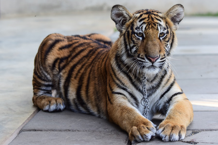 little tiger in the zoo,Thailandの写真素材