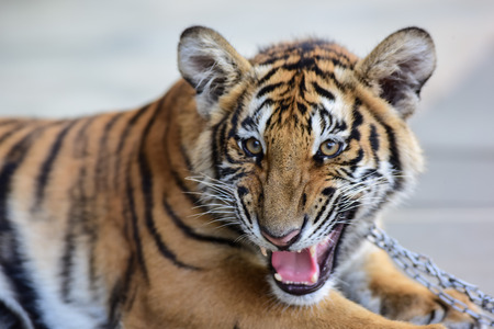 little tiger in the zoo,Thailandの写真素材