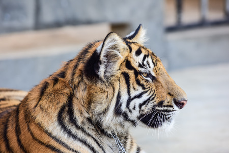 little tiger in the zoo,Thailandの写真素材