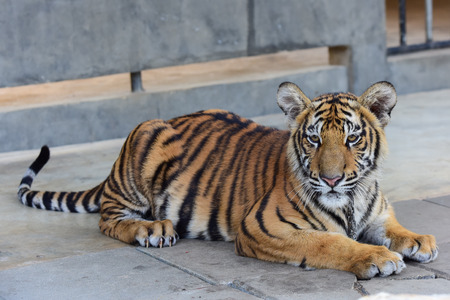 little tiger in the zoo,Thailandの写真素材