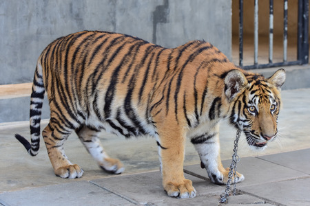 little tiger in the zoo,Thailandの写真素材