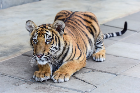 little tiger in the zoo,Thailandの写真素材