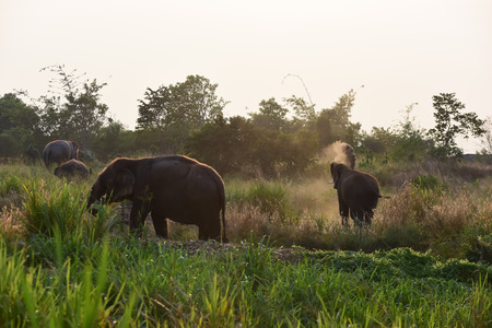 group of Thai elephants in the forest Thailandの写真素材