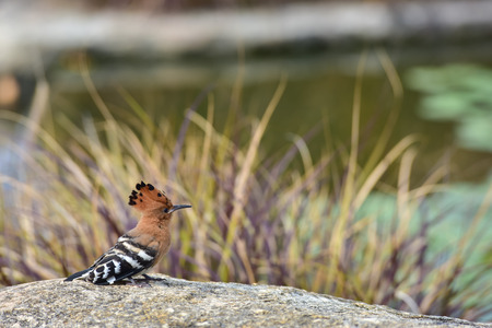 Hoopoe is standing on the rockの写真素材