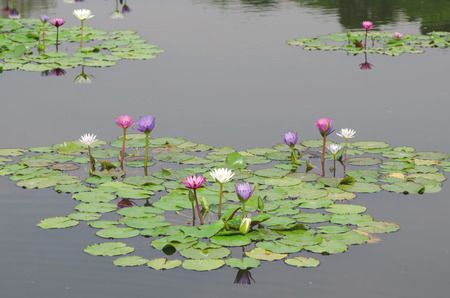 colorful of beauty lotus flowers in the pondの写真素材
