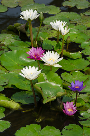 colorful of beauty lotus flowers in the pondの写真素材