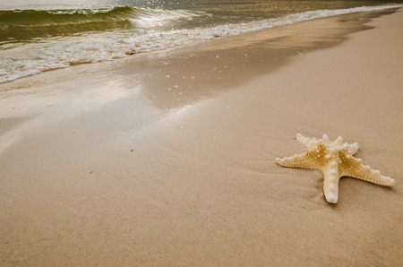 Beautiful starfish on bright white sandの写真素材