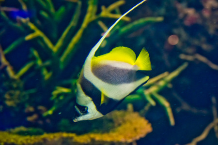Moorish Idol (Zanclus cornutus) the type of fish known as Gill in Finding Nemoの写真素材