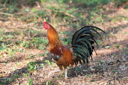 small bantam walking on parkの写真素材