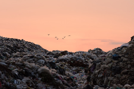 flock of egrets on big garbage heapの写真素材