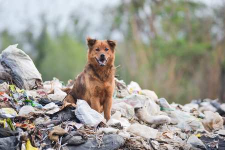 a brown stray dog on big garbage heapの写真素材