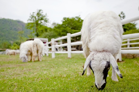 animalsの写真素材