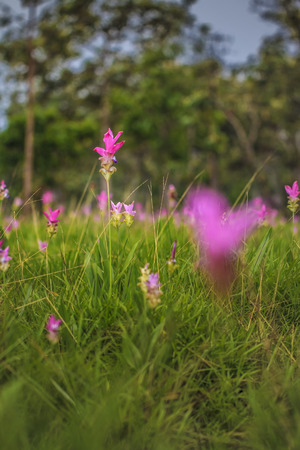 A major attraction of the Chaiyaphum Province.の写真素材