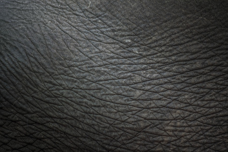 Closeup on the dusty gray elephant skinの写真素材