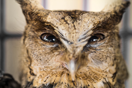 Close up of owl eye. Big Eyes. Wisdomの写真素材
