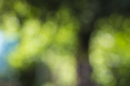 Blur bokeh nature background. Green bokeh backgroundの写真素材