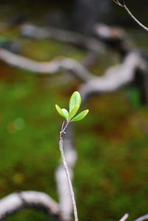 sprout from dead treeの写真素材