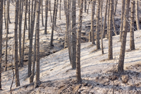Charred trees and ground after forest fireの写真素材