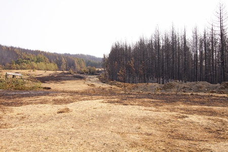 Charred trees and ground after forest fireの写真素材