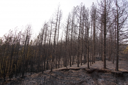 Charred trees and ground after forest fireの写真素材