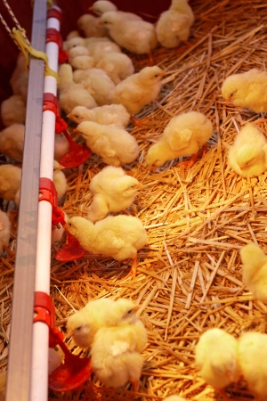 Cute yellow baby chickenの写真素材