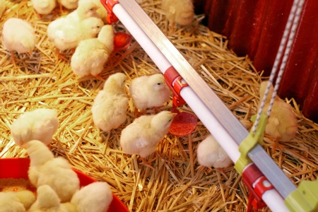 Cute yellow baby chickenの写真素材