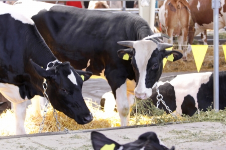 Cows in cowshed eatingの写真素材