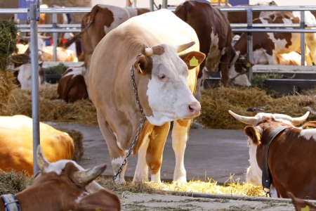 Cows in cowshed eatingの写真素材