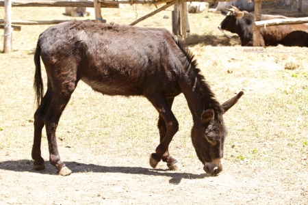 Donkey grazing in a fieldの写真素材