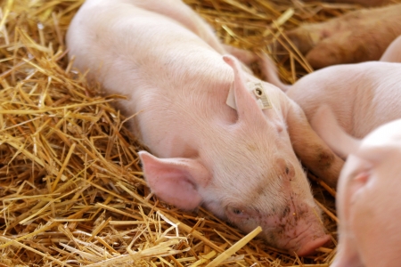 Young piglets snoozingの写真素材