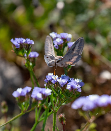 Hummingbird Hawk Moth (Macroglossum stellatarum) sucking nectar from wildflower. 