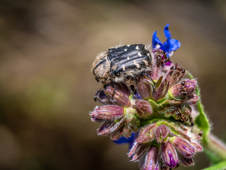 Macro photo of Tropinota hirta beetle. ** Note: Shallow depth of fieldの写真素材