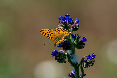 The Queen of Spain fritillary (Issoria lathonia) is a butterfly of the family Nymphalidae.の写真素材