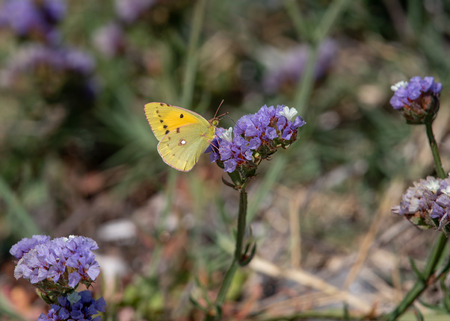 Yellow Butterfly Colias Croceus collecting nectar in a flowerの写真素材