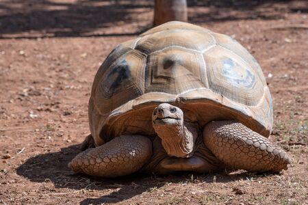 Aldabra giant tortoise (Aldabrachelys gigantea)  in a zoological gardenの写真素材