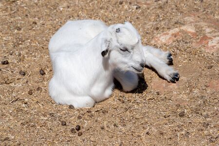 The domestic goat (Capra aegagrus hircus (Capra Domesticus) is a subspecies of goat domesticated from the wild goat of southwest Asia and Eastern Europe.の写真素材