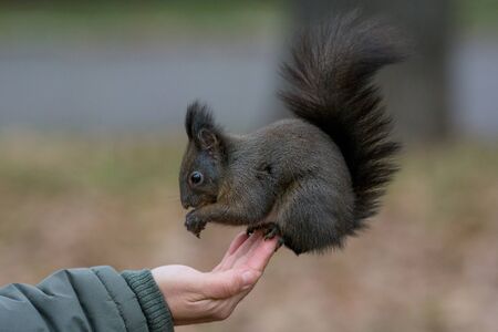 Squirrel eats from the hand. The squirrel trusts the person.の写真素材