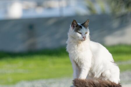 Wild and homeless cat on stone floor. Abandoned cat looking in camera. Adopt a cat concept photo.  Domestic cat lost. Adoption of a pet.の写真素材