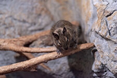 Degu also known as a bushy tail rat. It is a native of Chile. Untamed degus as with most small animals can be prone to biting but their intelligence makes them easy to tame.の写真素材