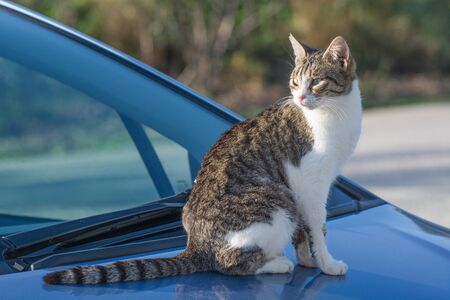 Wild and homeless cat on a car. Abandoned cat looking in camera. Adopt a cat concept photo.  Domestic cat lost. Adoption of a pet.の写真素材