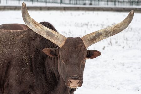 Ankole-Watusi cows which have the worldâs largest horns for cattleの写真素材