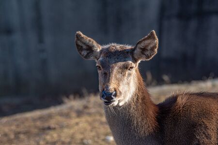 Close-up portrait of beautiful young  red deer (Cervus elaphus)の写真素材
