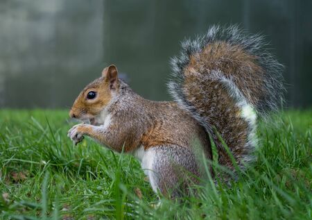 The squirrel is eating a nut holding it between his paws の写真素材